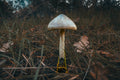After Rain – Mushroom Art Print | Forest Floor Collection