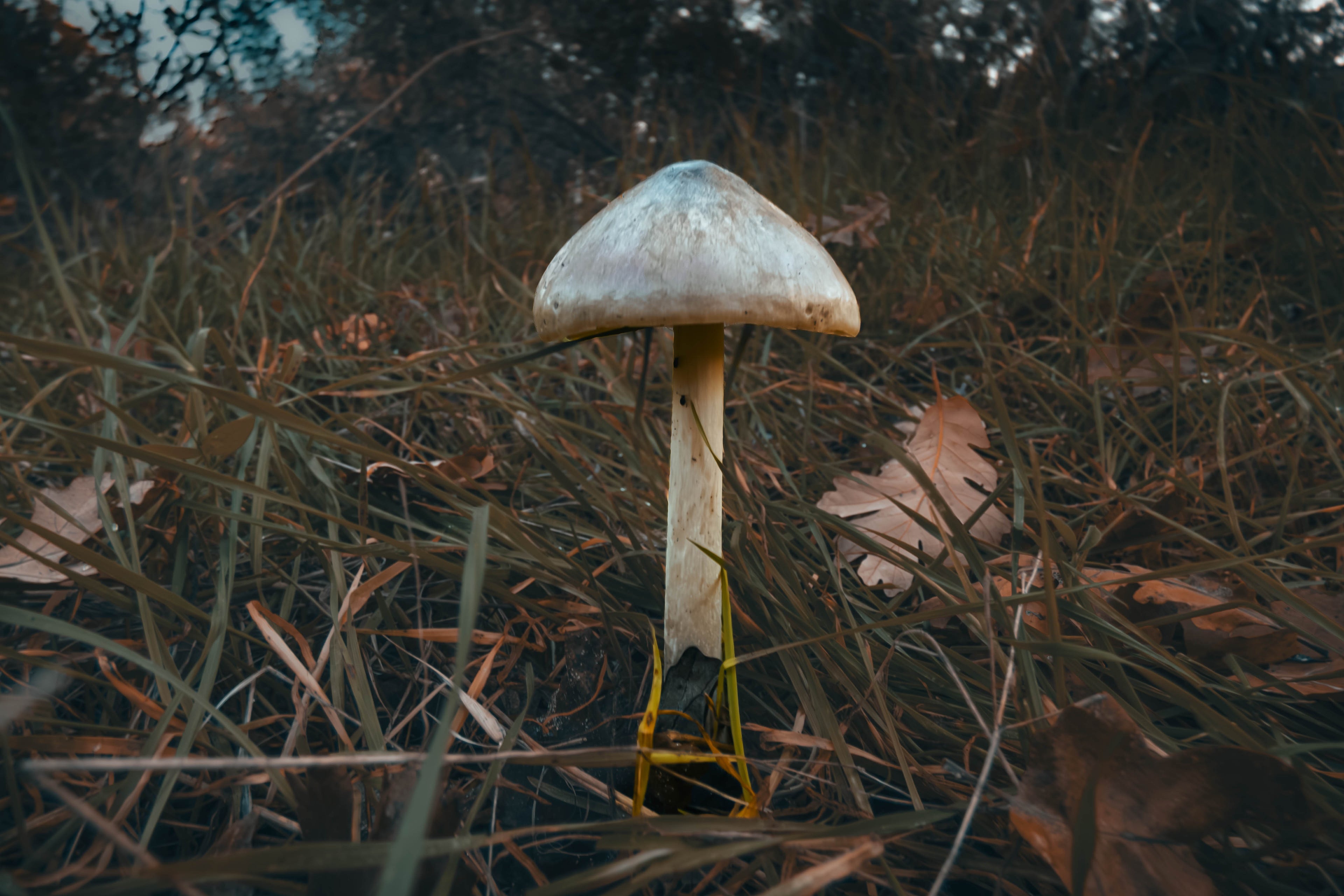 After Rain – Mushroom Art Print | Forest Floor Collection