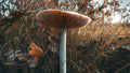 Under the Canopy – Mushroom Art Print | Forest Floor Collection
