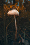 Standing Still – Mushroom Art Print | Forest Floor Collection