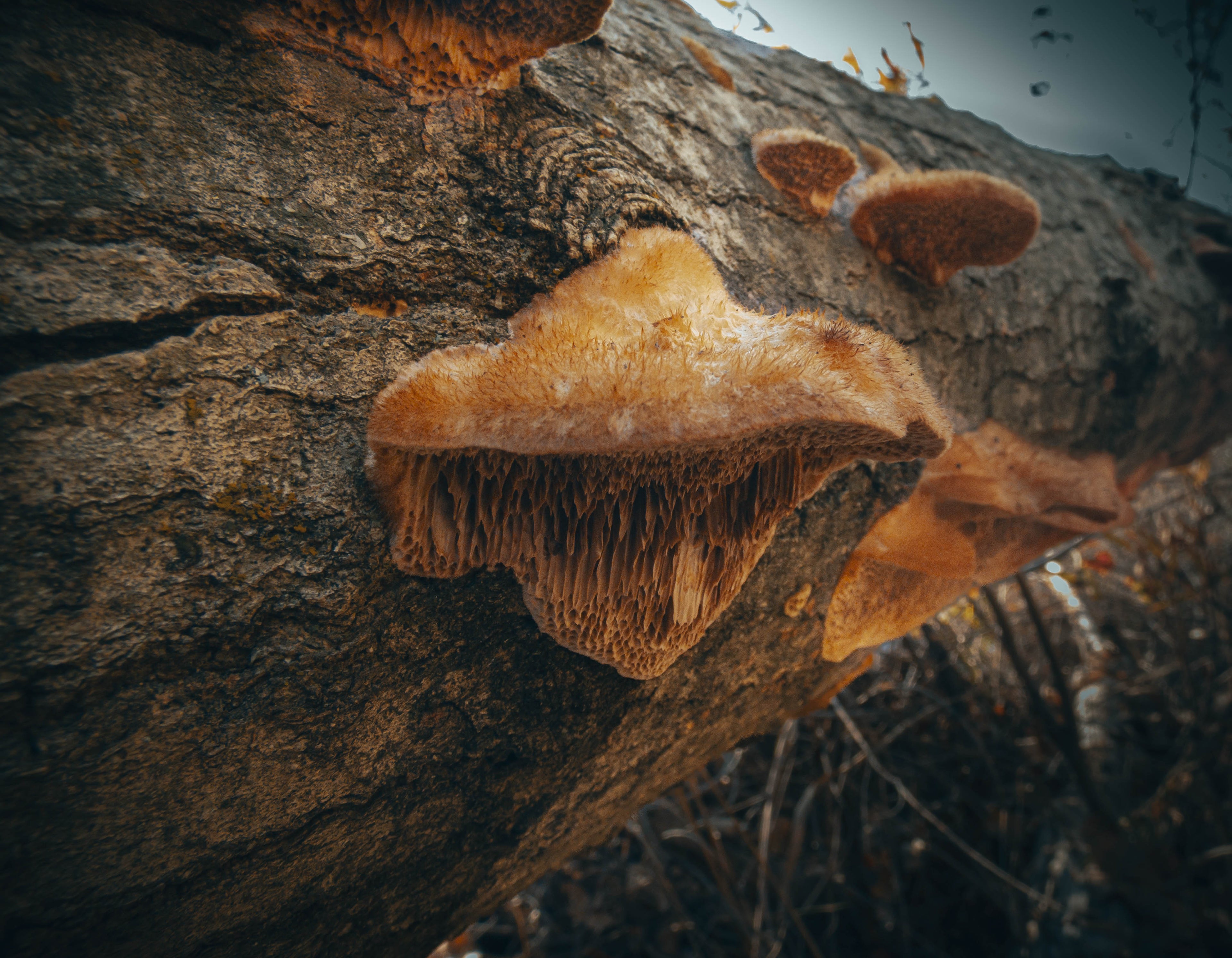 Hidden Growth – Mushroom Art Print | Forest Floor Collection