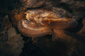 Quiet Moments – Mushroom Art Print | Forest Floor Collection
